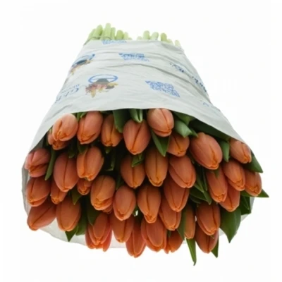 Tulipán EN TIME OUT