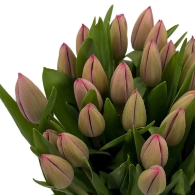 Tulipán EN TINEKE VANDER MEER