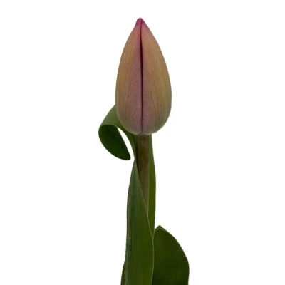 Tulipán EN TINEKE VANDER MEER