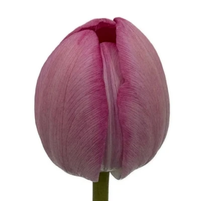 Tulipán EN TINEKE VANDER MEER 38 cm / 26 g