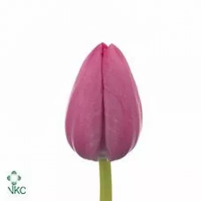 Tulipán EN TINEKE VANDER MEER 38 cm / 26 g