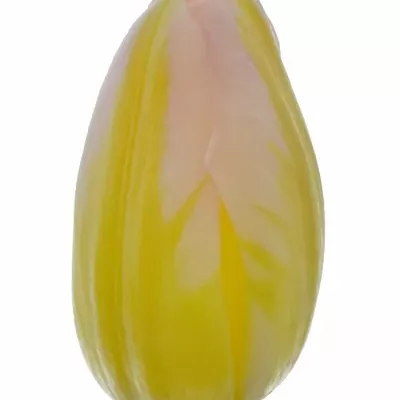 Tulipán EN TOM POUCE 40cm/50g