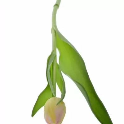 Tulipán EN TOM POUCE 40cm/30g