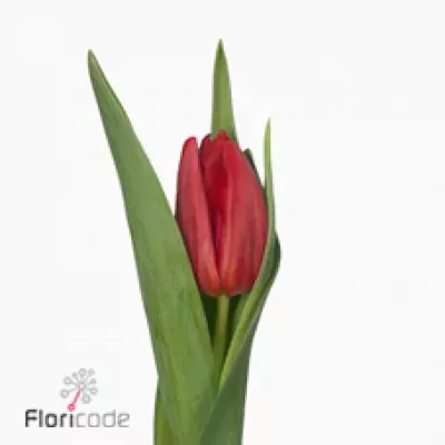 Tulipán EN TOPROY 35cm / 26g