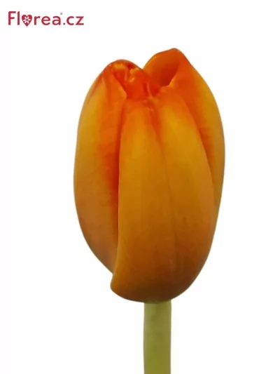 Tulipán EN TRIPLE A 40cm/44g