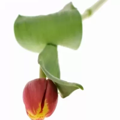 Tulipán EN TROPICANA