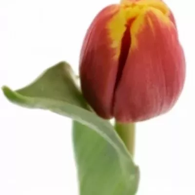 Tulipán EN TROPICANA