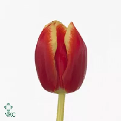 Tulipán EN UNGARO