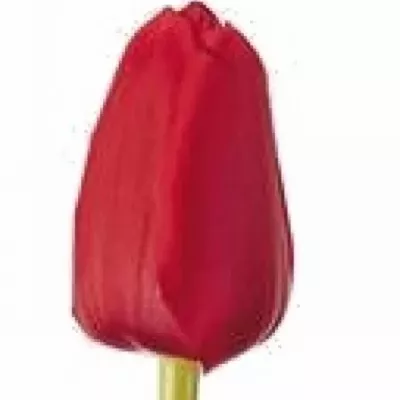 Tulipán EN UNIQUE DE FRANCE 28g