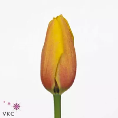 Tulipán EN VAUCLUSE
