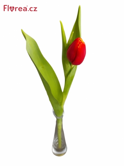 Tulipán EN VERANDI