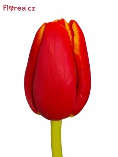 Tulipán EN VERANDI 37cm/32g