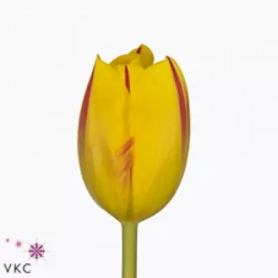 Tulipán EN WASHINGTON 35cm/40g