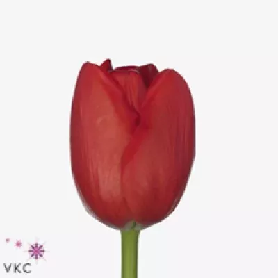 Tulipán EN WESTFRISIAN FIRE
