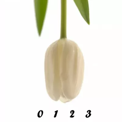 Tulipán EN WHITE DREAM 29cm/22g