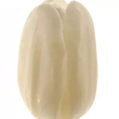 Tulipán EN WHITE DREAM 37cm/25g