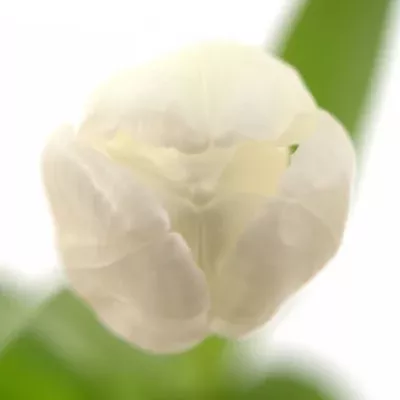Tulipán EN WHITE DREAM 29cm/22g