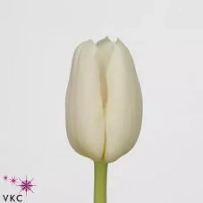 Tulipán EN WHITE DYNASTY