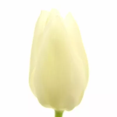 Tulipán EN WHITE MARVEL 20g