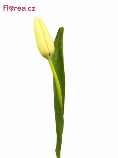 Tulipán EN WHITE PROUD