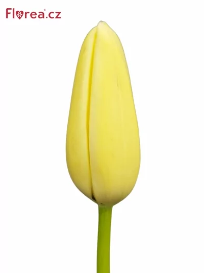 Tulipán EN WHITE PROUD 55cm/65g EX
