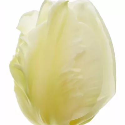 Tulipán EN WINTER PARROT