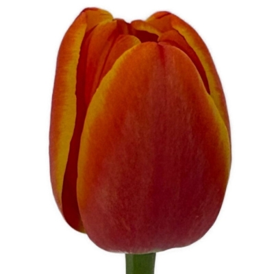 Tulipán EN WORLDS FAVOURITE