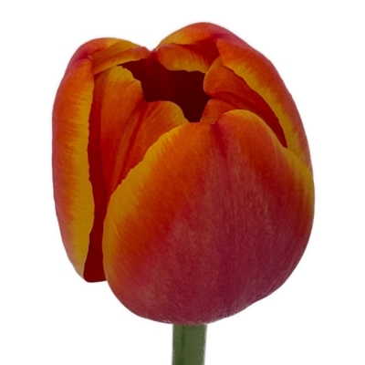 Tulipán EN WORLDS FAVOURITE