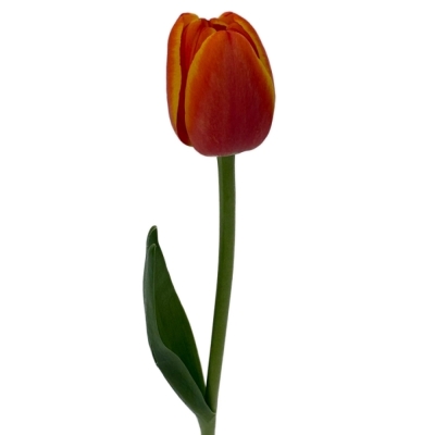 Tulipán EN WORLDS FAVOURITE