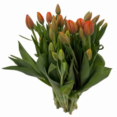 Tulipán EN WORLDS FAVOURITE