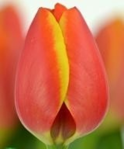 Tulipán EN WORLDS FAVOURITE 36 cm / 26 g