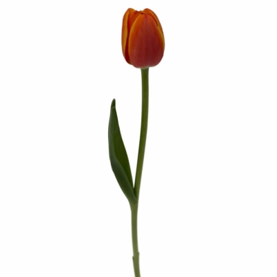 Tulipán EN WORLDS FAVOURITE