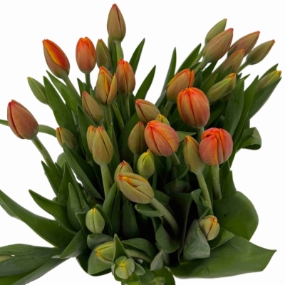 Tulipán EN WORLDS FAVOURITE