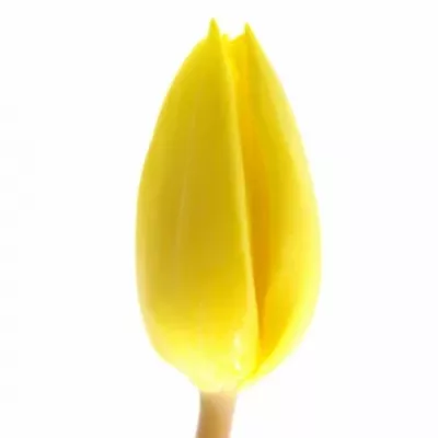 Tulipán EN YELLOW FLIGHT 35cm / 30g