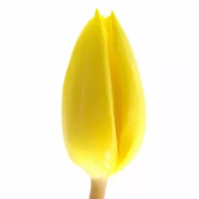 Tulipán EN YELLOW FLIGHT 30cm/20g