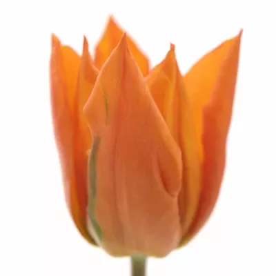 Tulipán EN YOKO´S DREAM 42cm/35g