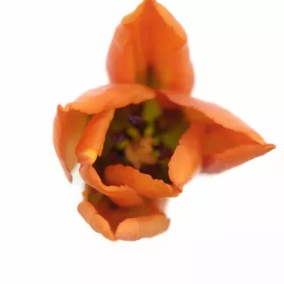 Tulipán EN YOKO´S DREAM 42cm/35g