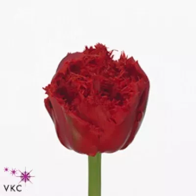 Tulipán FR ANFIELD 34cm/40g