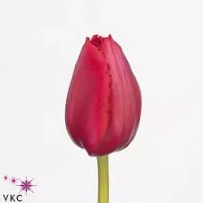 Tulipán FR AYERS ROCK