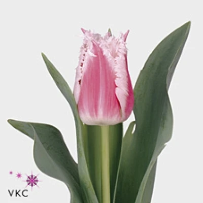 Tulipán FR BELL SONG 33 cm / 30 g