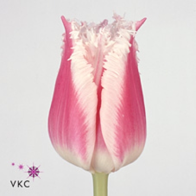 Tulipán FR BELL SONG