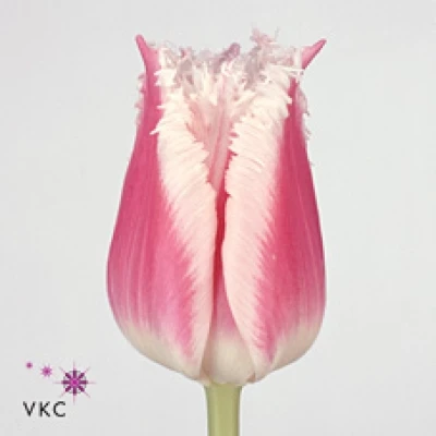 Tulipán FR BELL SONG