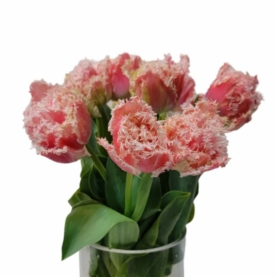 Tulipán FR BYRON BAY