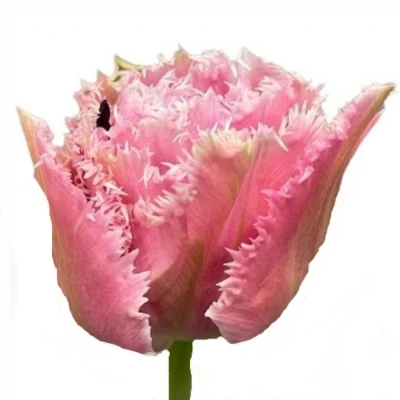 Tulipán FR CAIRNS 35 cm / 30 g