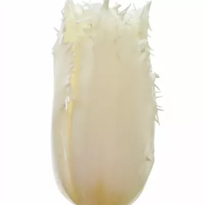 Tulipán FR CAMBRIDGE 40cm/35g