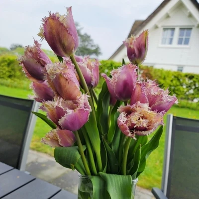 Tulipán FR CRUNCHY CUMMINS 