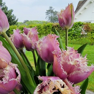 Tulipán FR CRUNCHY CUMMINS 