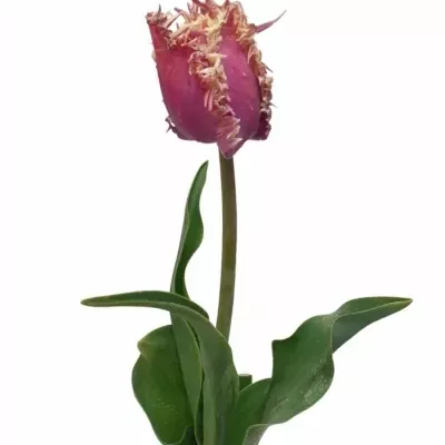 Tulipán FR CRUNCHY CUMMINS 