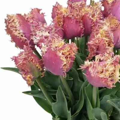 Tulipán FR CRUNCHY CUMMINS 56cm/100g