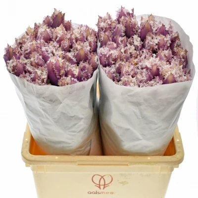 Tulipán FR CUMMINS 47cm/60g